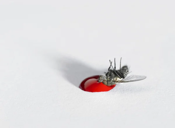 Distende morto de uma mosca — Fotografia de Stock