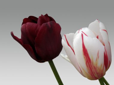 Tulip flowers clipart