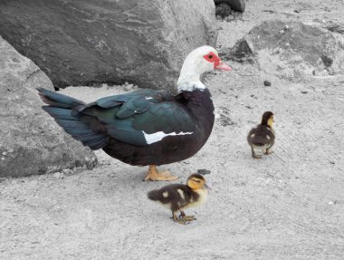 Duck with fledglings clipart