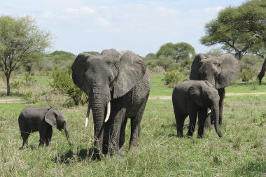 Group of Elephants in Africa clipart