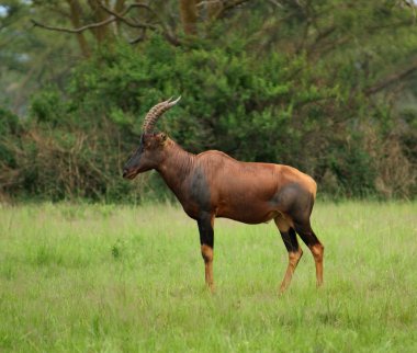 Common Tsessebe in Uganda clipart