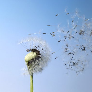 Blown dandelion seeds clipart