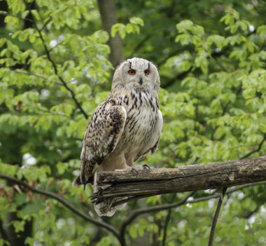 Long-eared Owl clipart