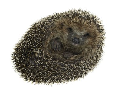Rolled-up hedgehog in white back clipart