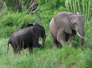 Two elephants in green vegetation clipart