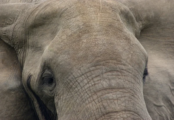 Detalle de la cabeza del elefante — Foto de Stock