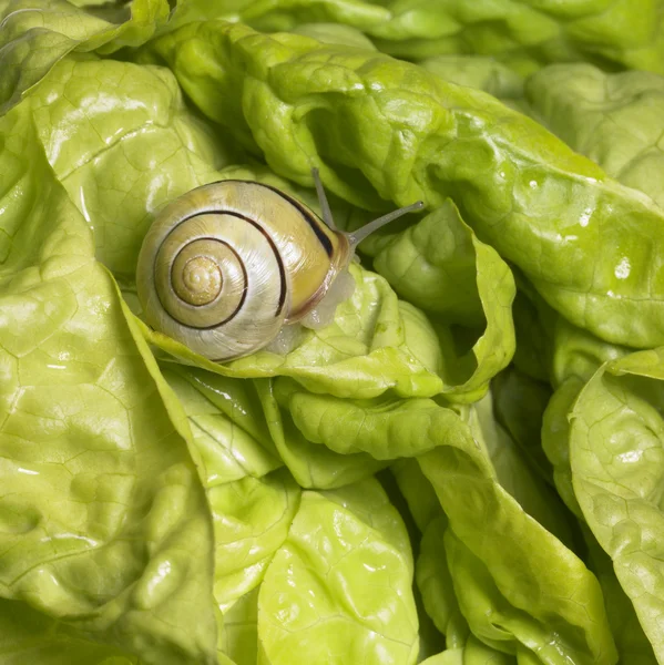 녹색 양상추 위에 작은 숲 달팽이 — Stock Fotó
