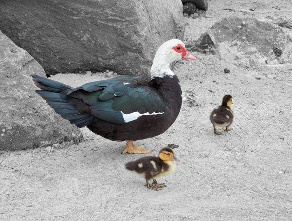 Duck with fledglings — Stock Photo, Image