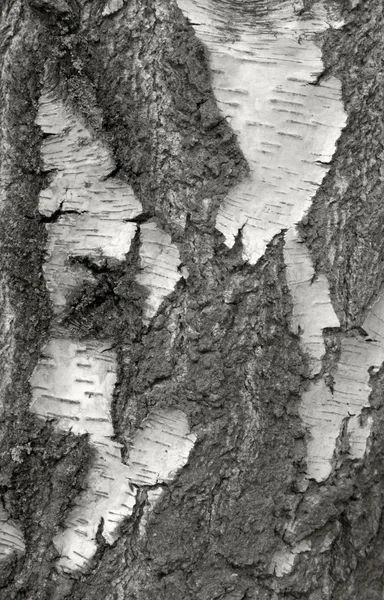 粗い樹皮詳細ひびが入った — ストック写真