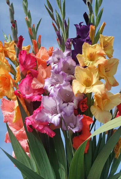 Bando de flores gladioli — Fotografia de Stock
