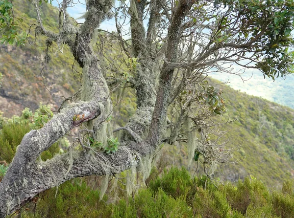 Igenvuxna träd vid mount muhabura i uganda — Stockfoto
