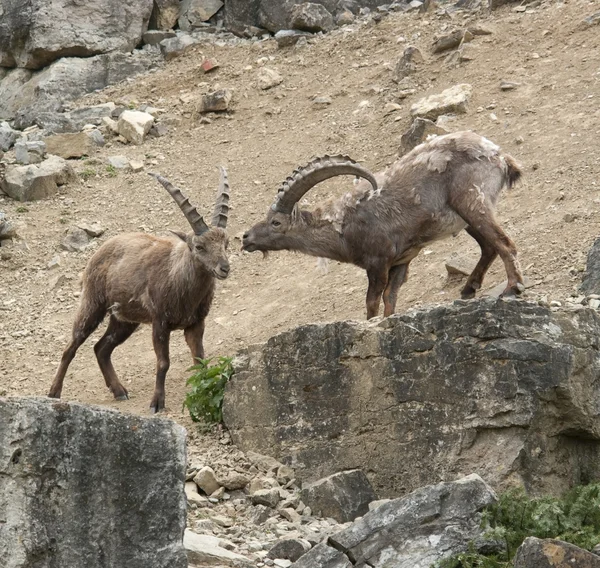 Два альпийских ибекса в бою в каменной обстановке — стоковое фото