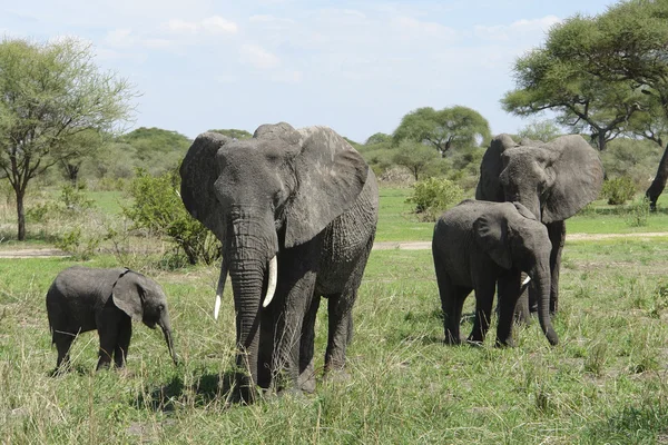 アフリカの象のグループ — ストック写真