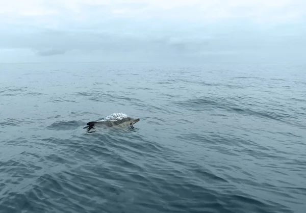 Κολύμπι δελφίνι — Φωτογραφία Αρχείου