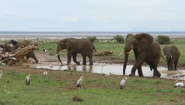 Paisaje de sabana con tres elefantes y aves —  Fotos de Stock