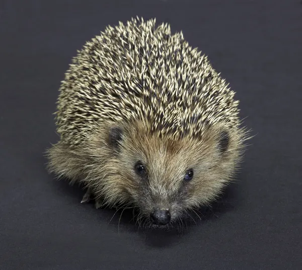 Hedgehog portrait in dark back — Stock Photo, Image
