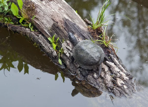 Europäische Teichschildkröte — Stockfoto