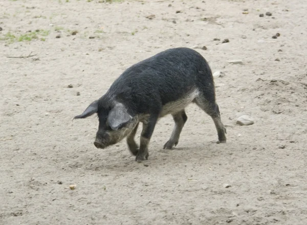 Porc laineux — Photo