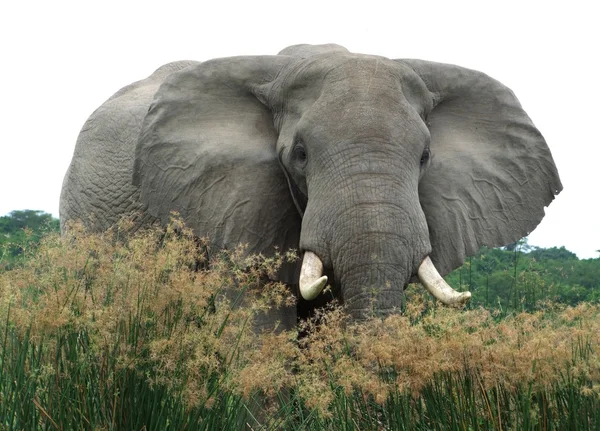 Elefant i höga gräsbevuxna vegetation — Stockfoto