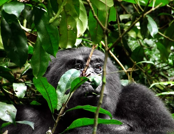 Gorilla in Uganda — Stock Photo, Image