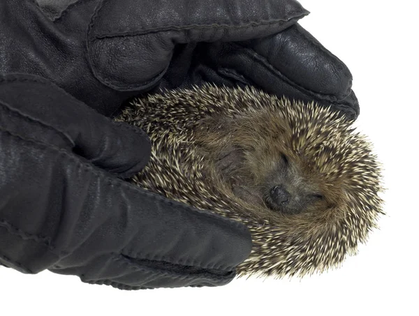 Holding a hedgehog — Stock Photo, Image