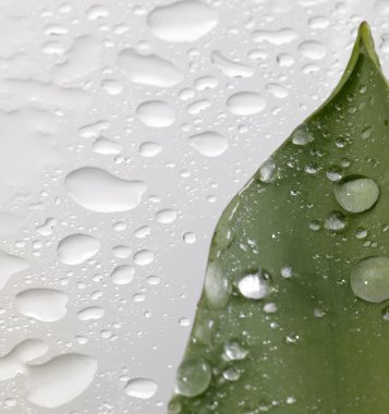 Leaf and drops clipart