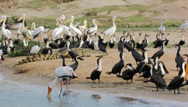 Birds and crocodile waterside in Uganda clipart