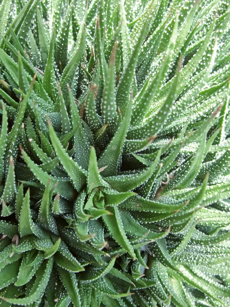 Sukkulente Pflanze Detail — Stockfoto
