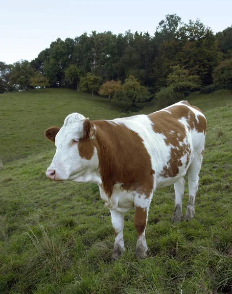 Brown and white skewbald cow out at feed — Stock Photo, Image