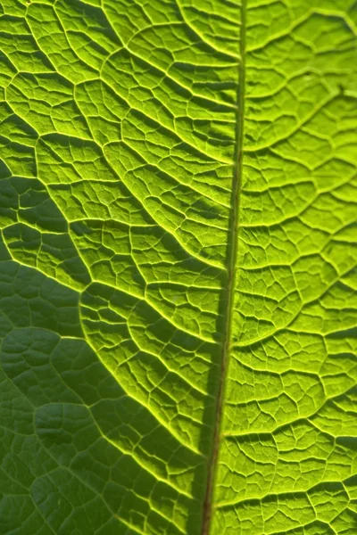 Sunny geeen leaf closeup — Stock Photo, Image