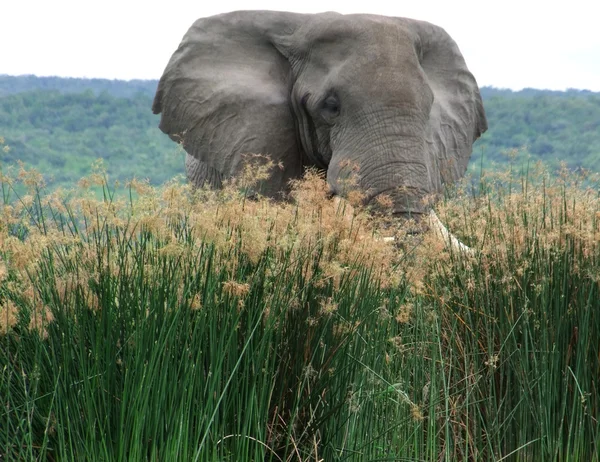 Éléphant dans l'herbe haute — Photo