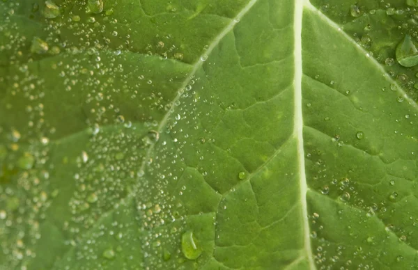 Wet leaf detail — Stock Photo, Image