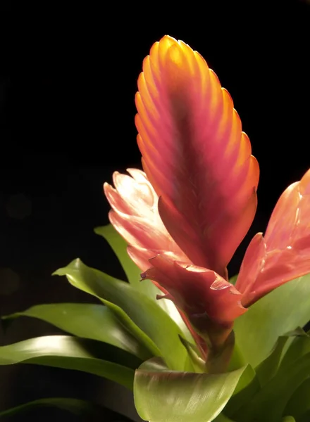 Kırmızı bromeliad — Stok fotoğraf