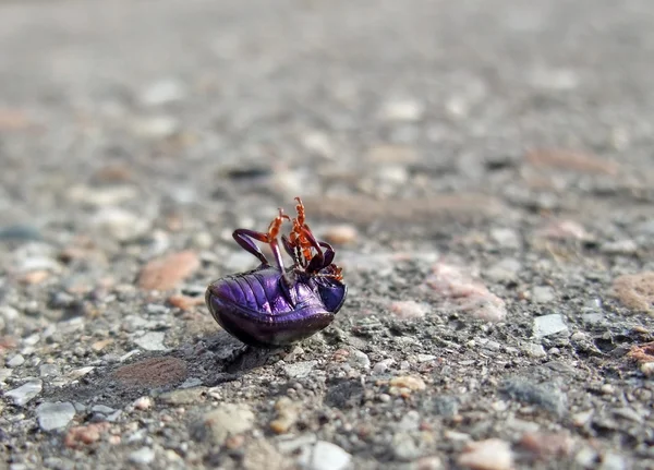 Insecto muerto supino en el pavimento —  Fotos de Stock