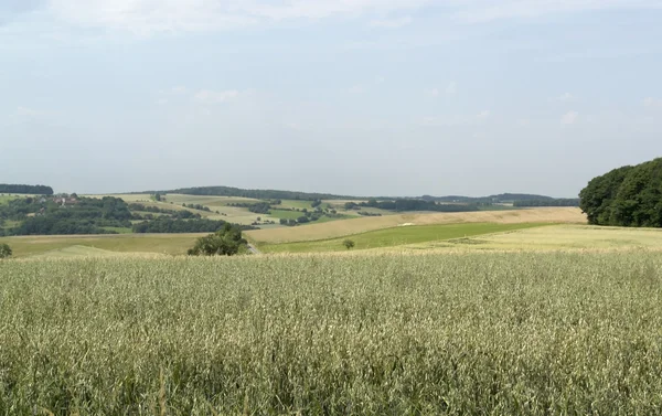 Сельскохозяйственные панорамные пейзажи с зерновым полем — стоковое фото