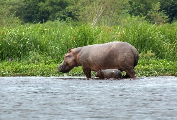 Bezerro hipopótamo e vaca em Uganda — Fotografia de Stock