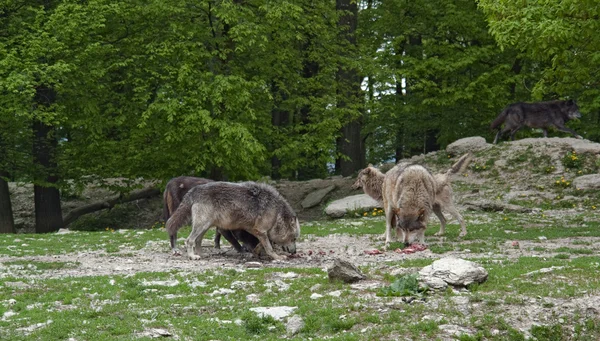 먹이에 늑대의 팩 — 스톡 사진