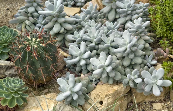 Cactus- en sappige planten — Stockfoto