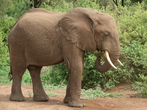 Afrikai elefánt oldalra — Stock Fotó