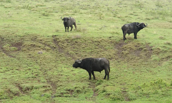 Tres búfalos de capa en la parte posterior cubierta de hierba —  Fotos de Stock
