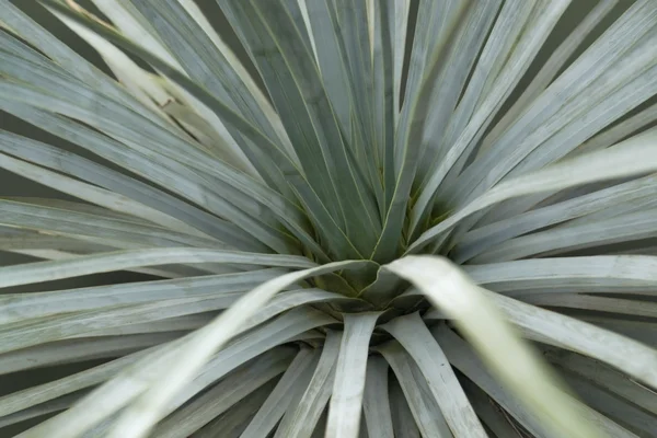 stock image Succulent plant detail