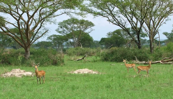 Uganda kobs v africké savany — Stock fotografie