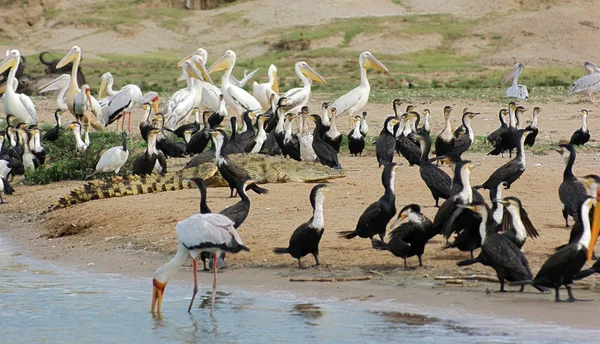 Ptáci a krokodýl waterside v Ugandě — Stock fotografie