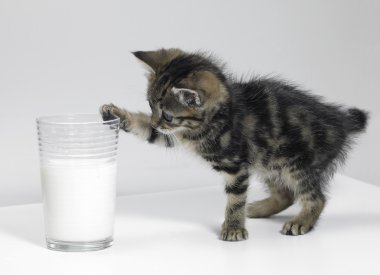 Kitten touching a glass of milk clipart
