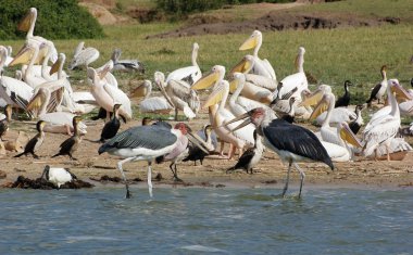Birds at the Queen Elizabeth National Park in Uganda clipart