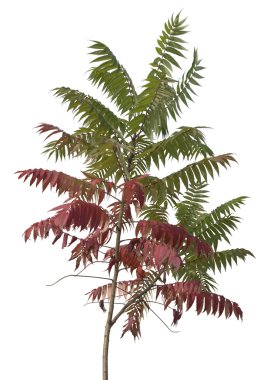 Little staghorn sumac tree clipart