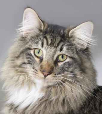 Norwegian Forest Cat portrait clipart