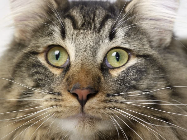 Portret kota norweskiego leśnego — Zdjęcie stockowe
