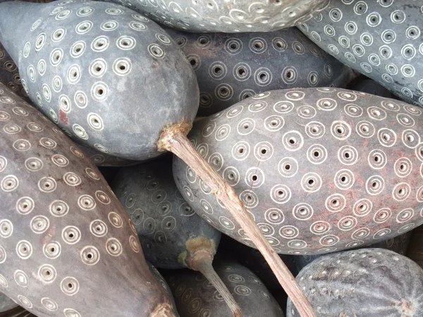 Frutos decorados tipo calabash — Fotografia de Stock