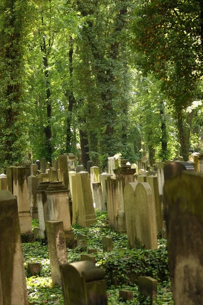 Soliga belysta gamla begravningsplats i berlin — Stockfoto